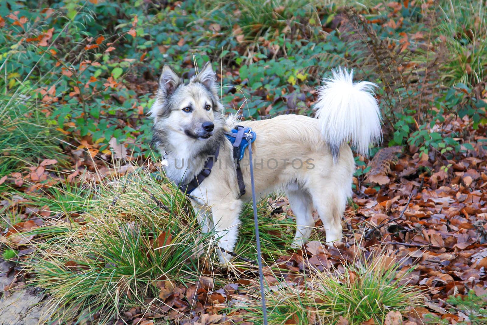 A dog walking in the forest with a harness and on a leash.