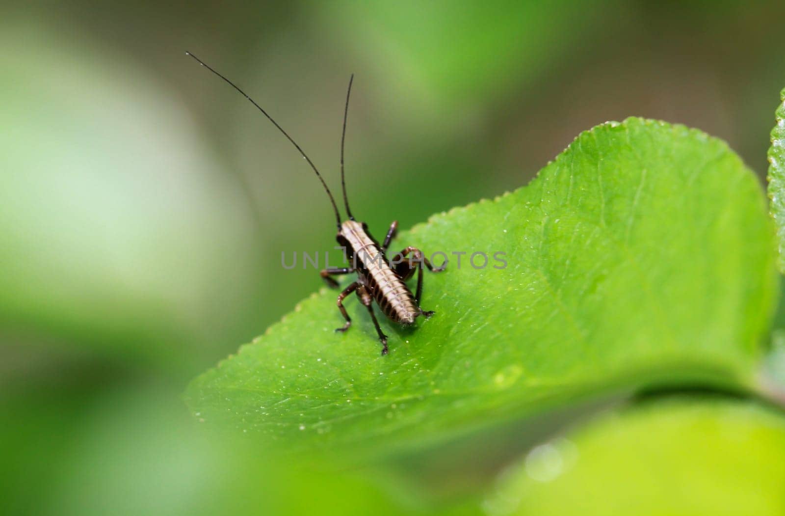 Close-up of a common bush cricket on a leaf.