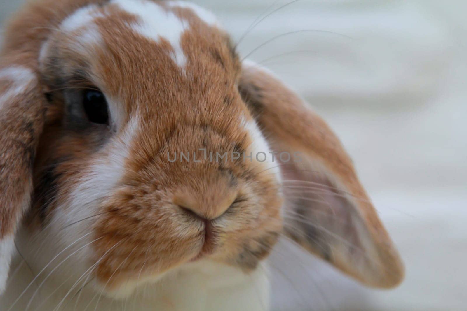 Close-up of a dwarf rabbit. Here a ram.