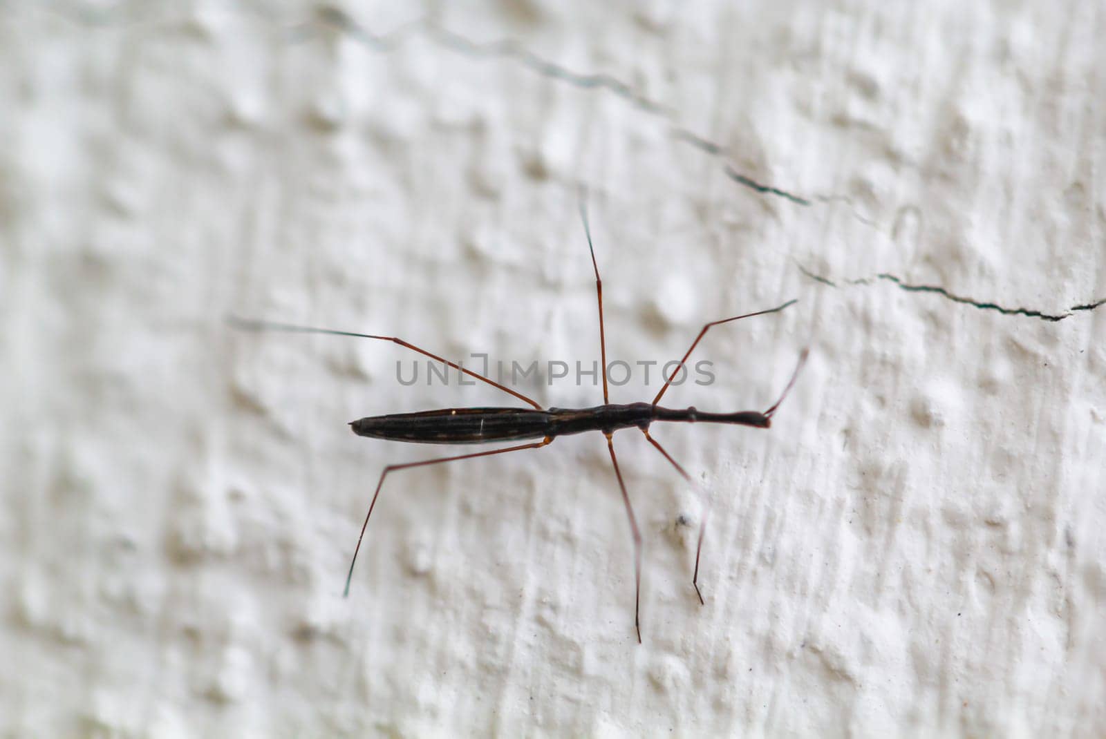 A Common Pond Skater on a wall. Imago stage.