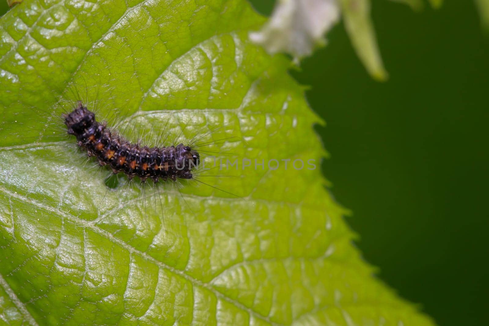 The caterpillar of a gypsy moth on a leaf of lime tree.