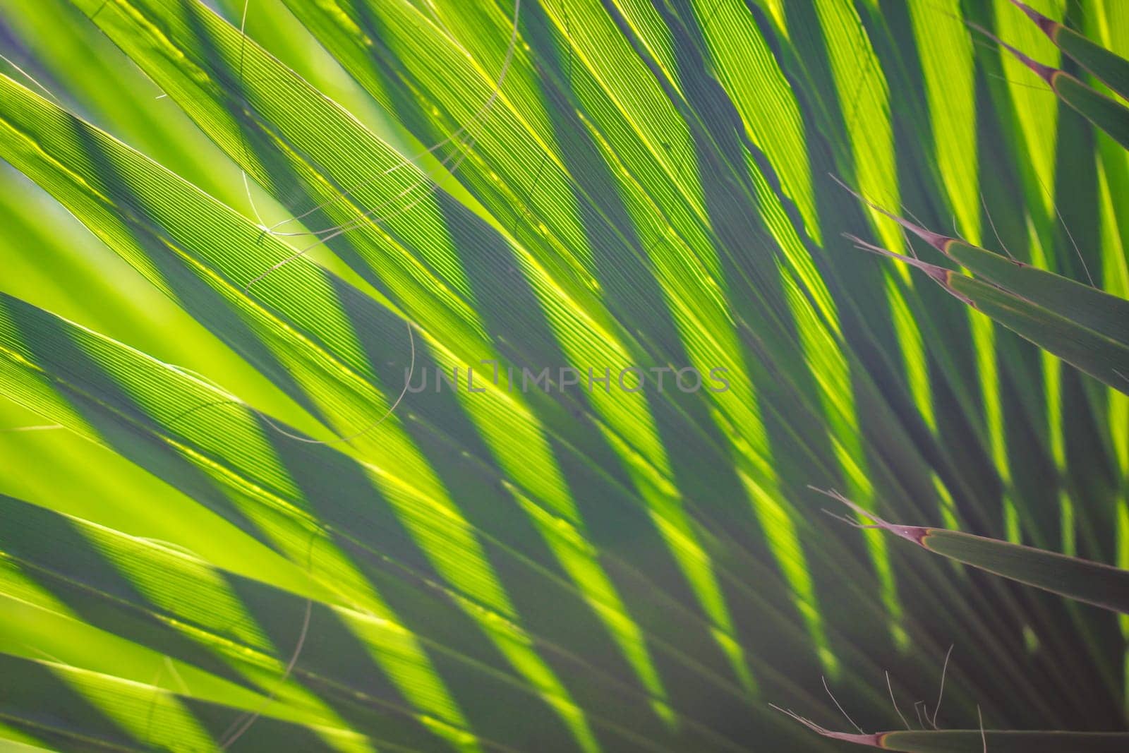 A palm leaf which is flooded by the sunlight.