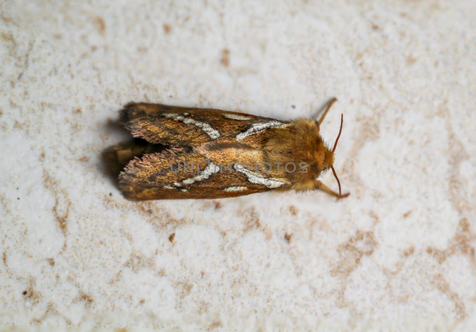 Close-up of a small hop rootworm. A moth, butterfly.