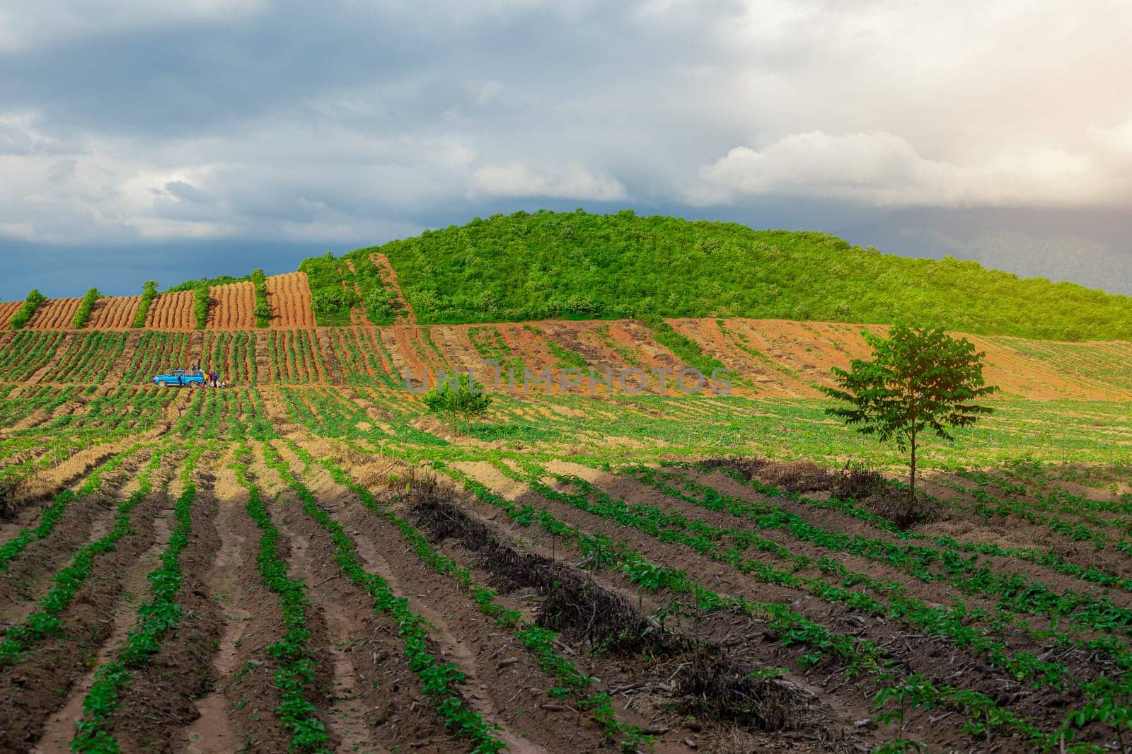 Rubber plantation farming area in the south of Thailand, Latex rubber, Para rubber tree garden