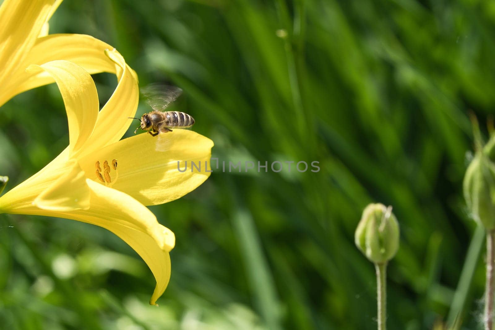 Honey bee collecting nectar in flight on a yellow lily flower. Busy insect. Dynamically moving wings. Honey is harvested by bees. Animal photo from nature