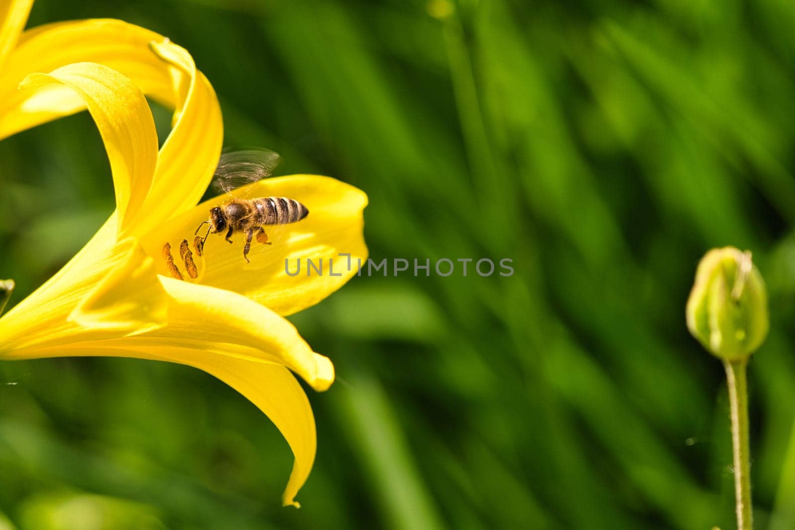 Honey bee collecting nectar in flight on a yellow lily flower. Busy insect. Dynamically moving wings. Honey is harvested by bees. Animal photo from nature