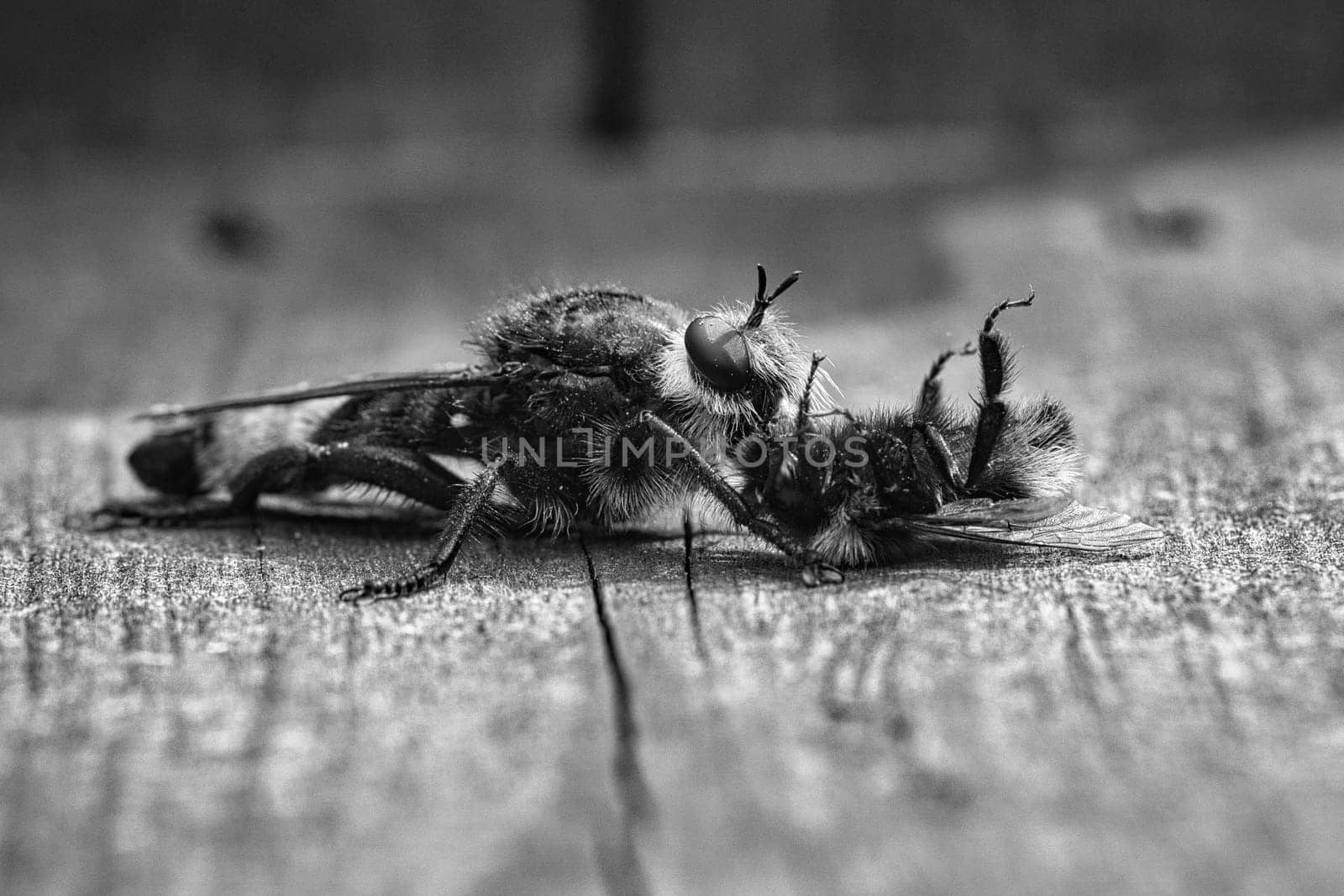 Yellow murder fly or yellow robber fly as black and white image with a bumblebee as prey. The insect is sucked out by the hunter. Yellow black hairs cover the hunter. Macro shot from nature