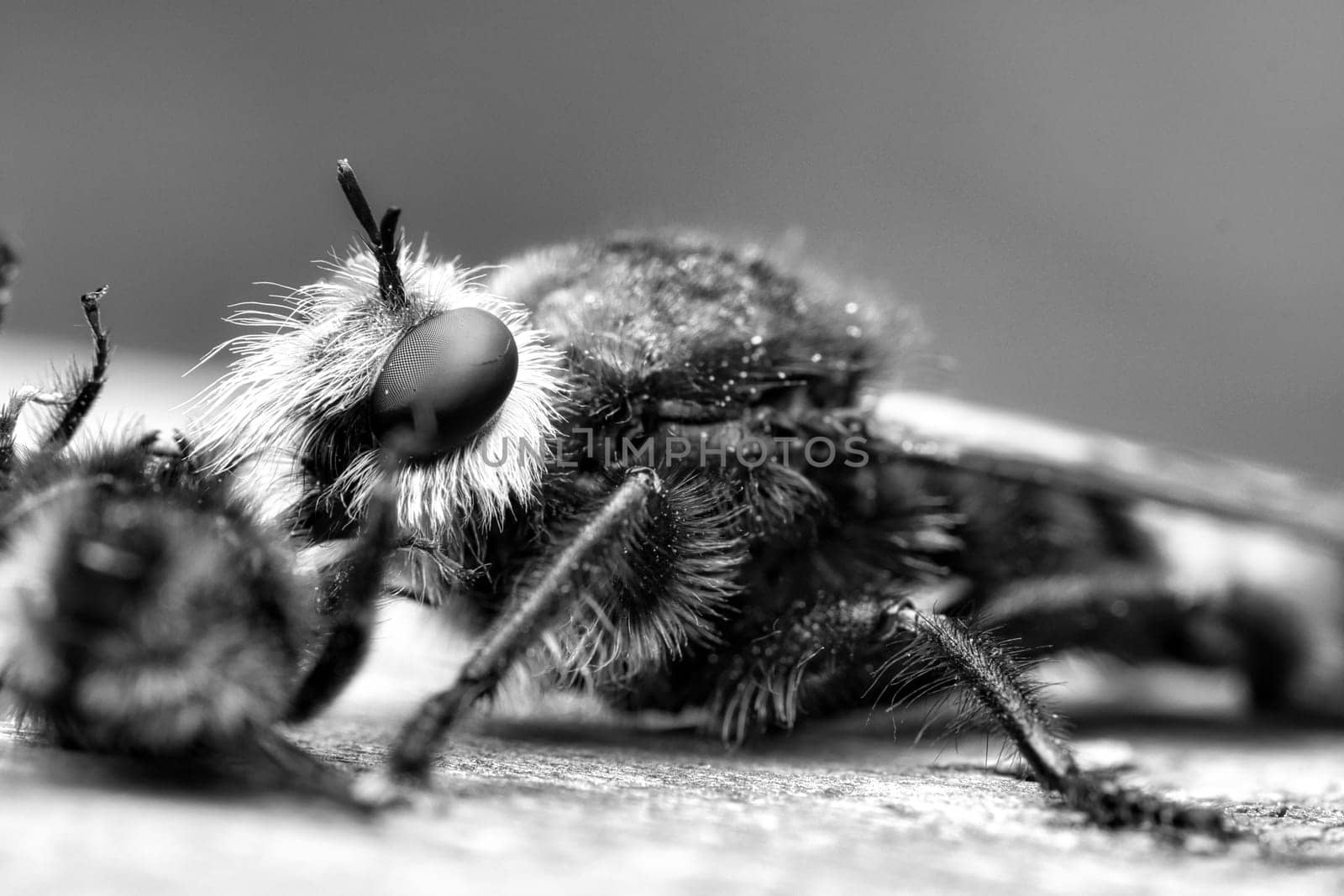 Yellow murder fly or yellow robber fly as black and white image with a bumblebee as prey. The insect is sucked out by the hunter. Yellow black hairs cover the hunter. Macro shot from nature