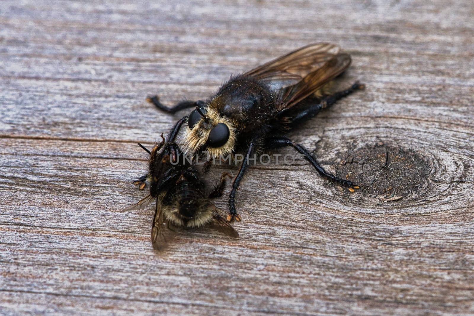 Yellow murder fly or yellow robber fly with a bumblebee as prey. The insect is sucked out by the hunter. Yellow black hairs cover the hunter. Macro shot from nature