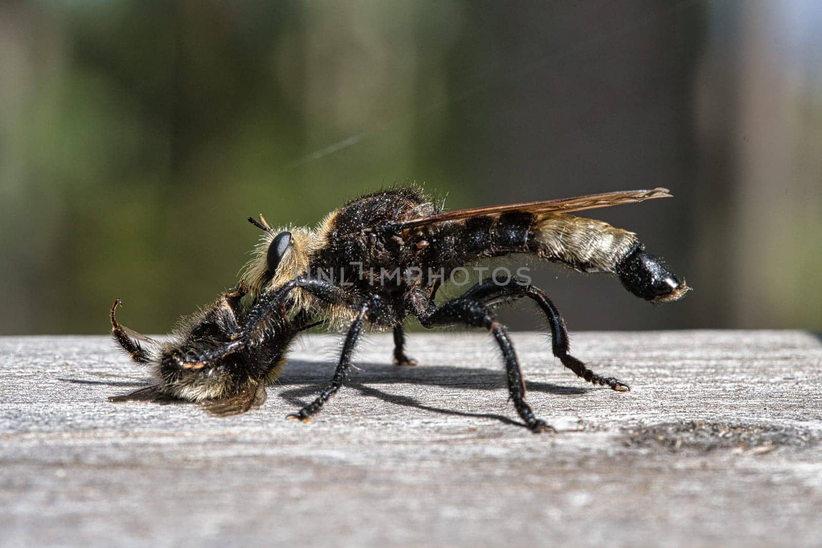 Yellow murder fly or yellow robber fly with a bumblebee as prey. The insect is sucked out by the hunter. Yellow black hairs cover the hunter. Macro shot from nature