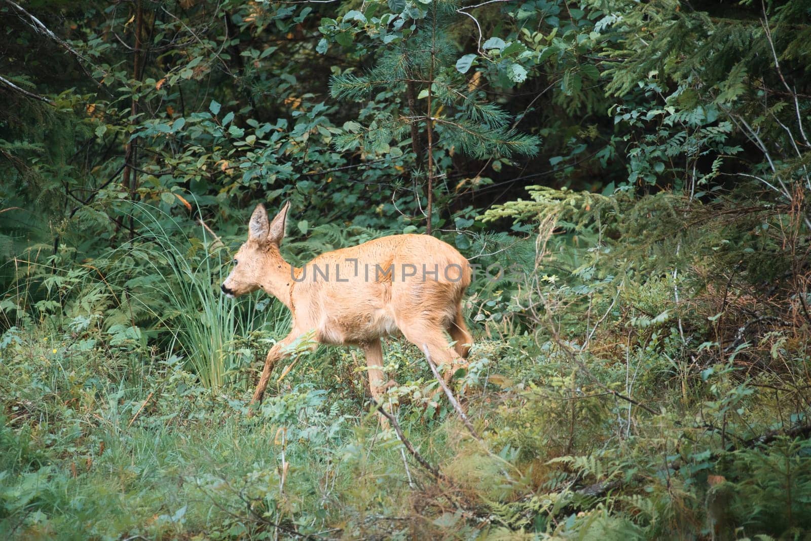 Deer in a clearing in front of the forest looking at the viewer. Wildlife observed in Sweden. Recording from nature of a mammal