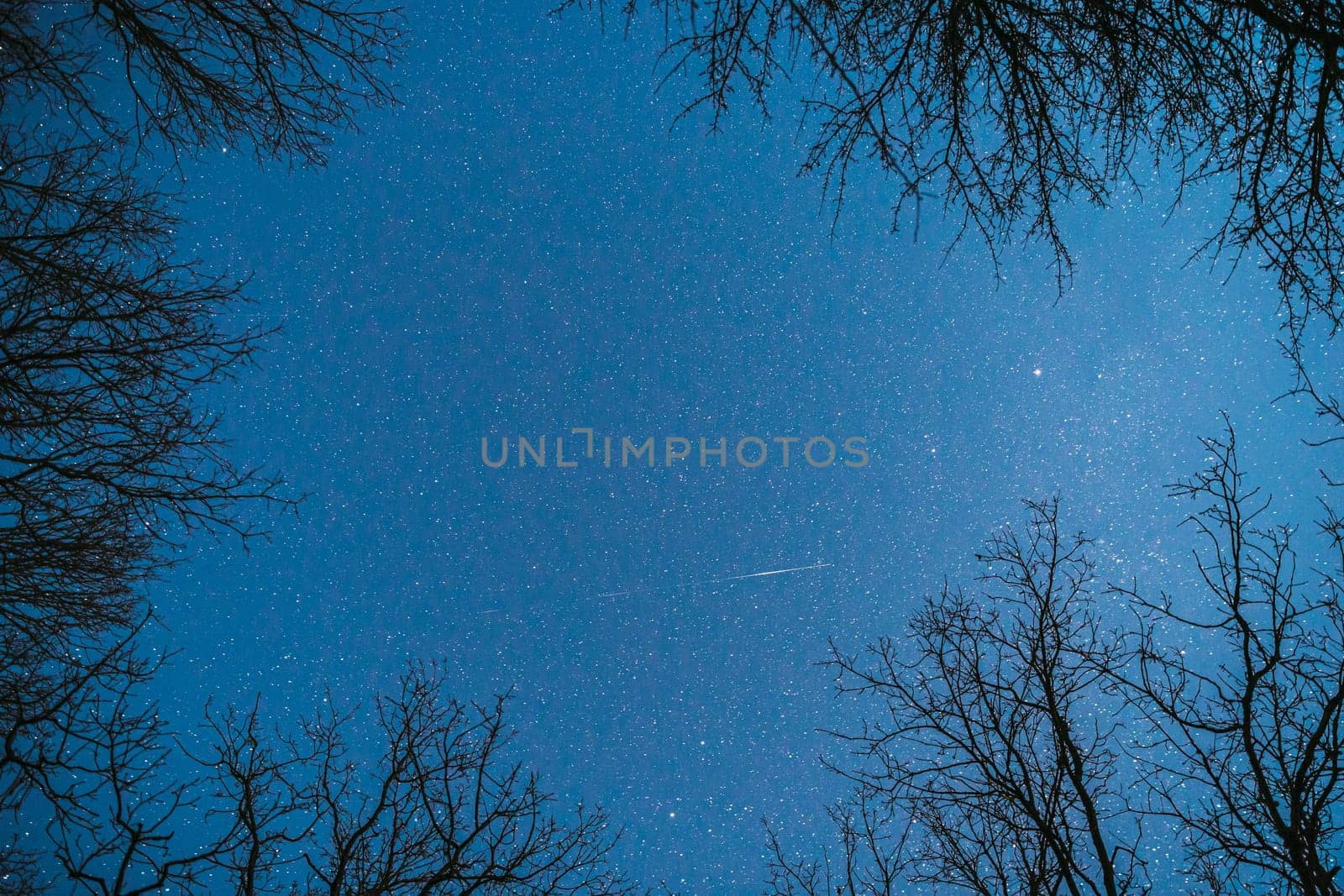 Night Sky Stars Above Oak Trees Branches In Early Spring. Natural Starry Sky Above Woods. Night Sky Background.