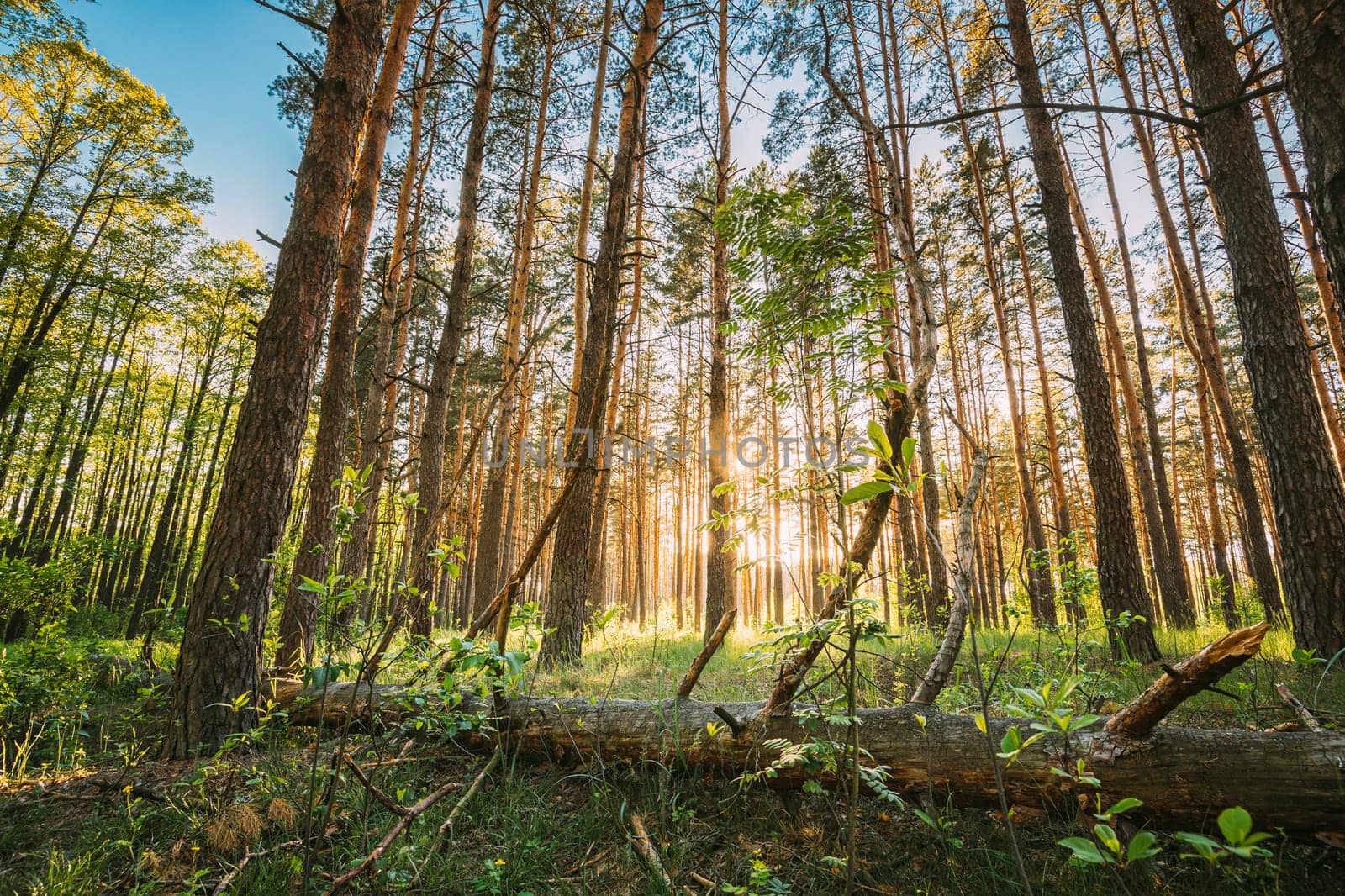 Fallen Old Pine Tree In Coniferous Forest After Strong Hurricane Wind. European Green Coniferous Forest.