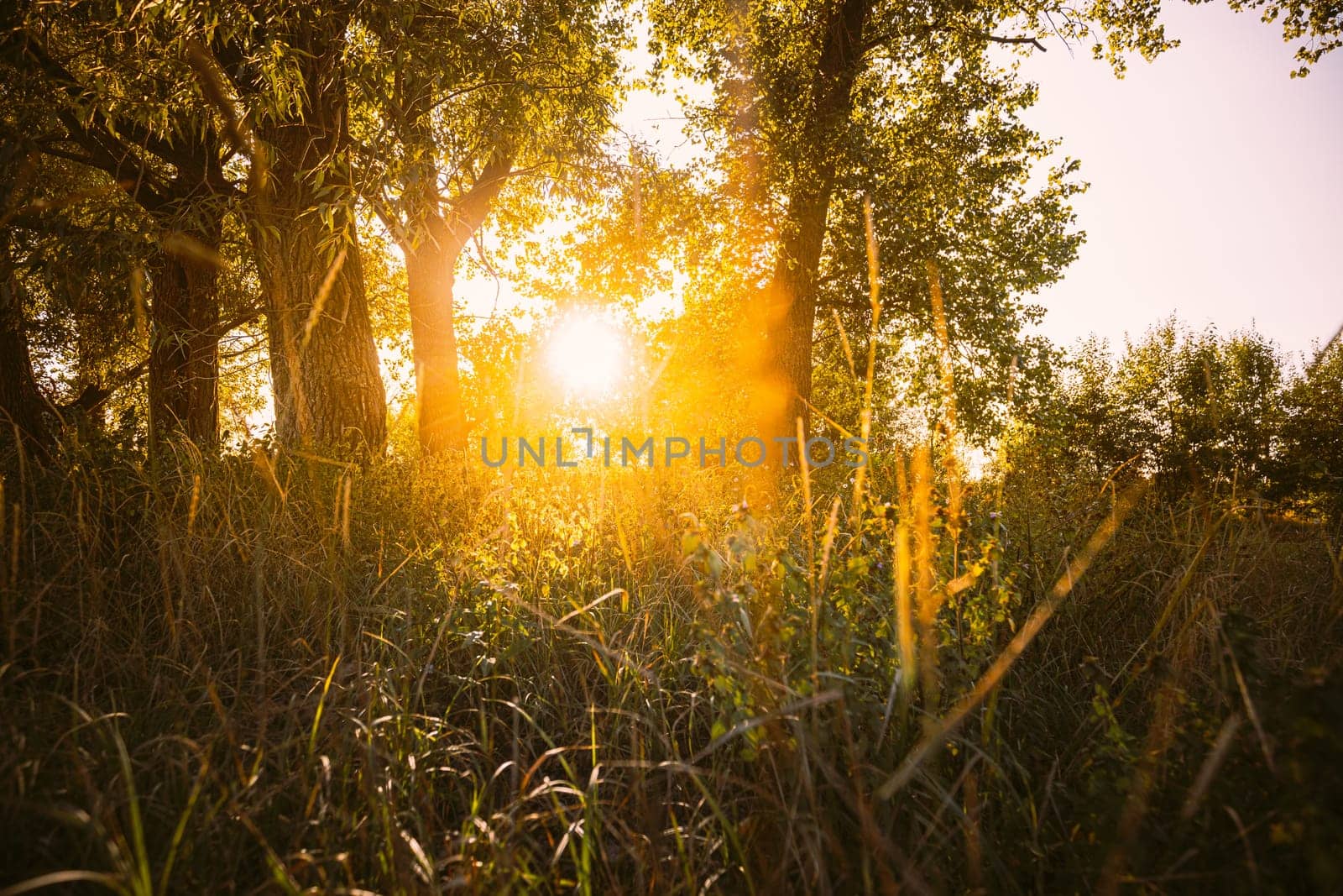 Beautiful Sunset Sunrise Sun Sunshine Through Green Grass In Sunny Summer Forest. Sunlight In Fresh Forest Grass.