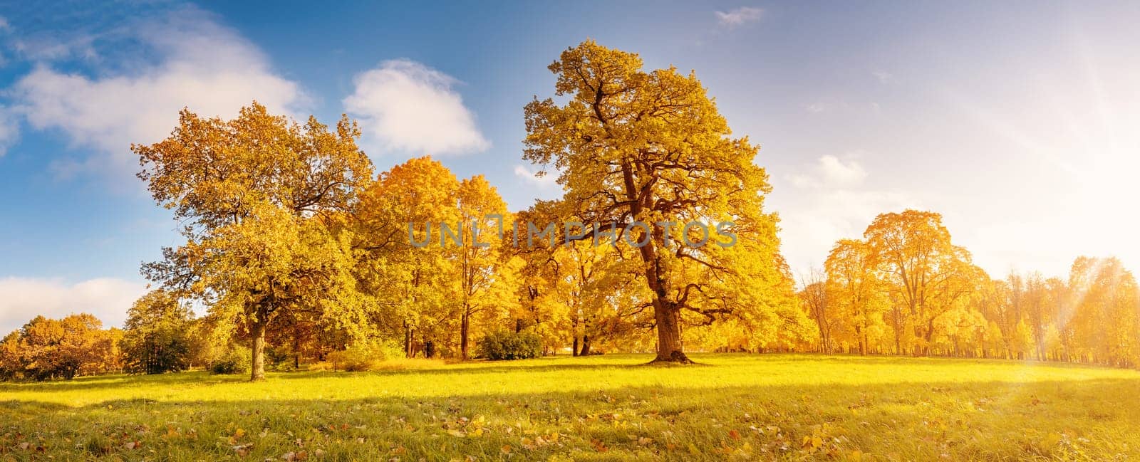 Beautiful view of the meadow with trees on it in autumnal park in sunny day. Panoramic view.
