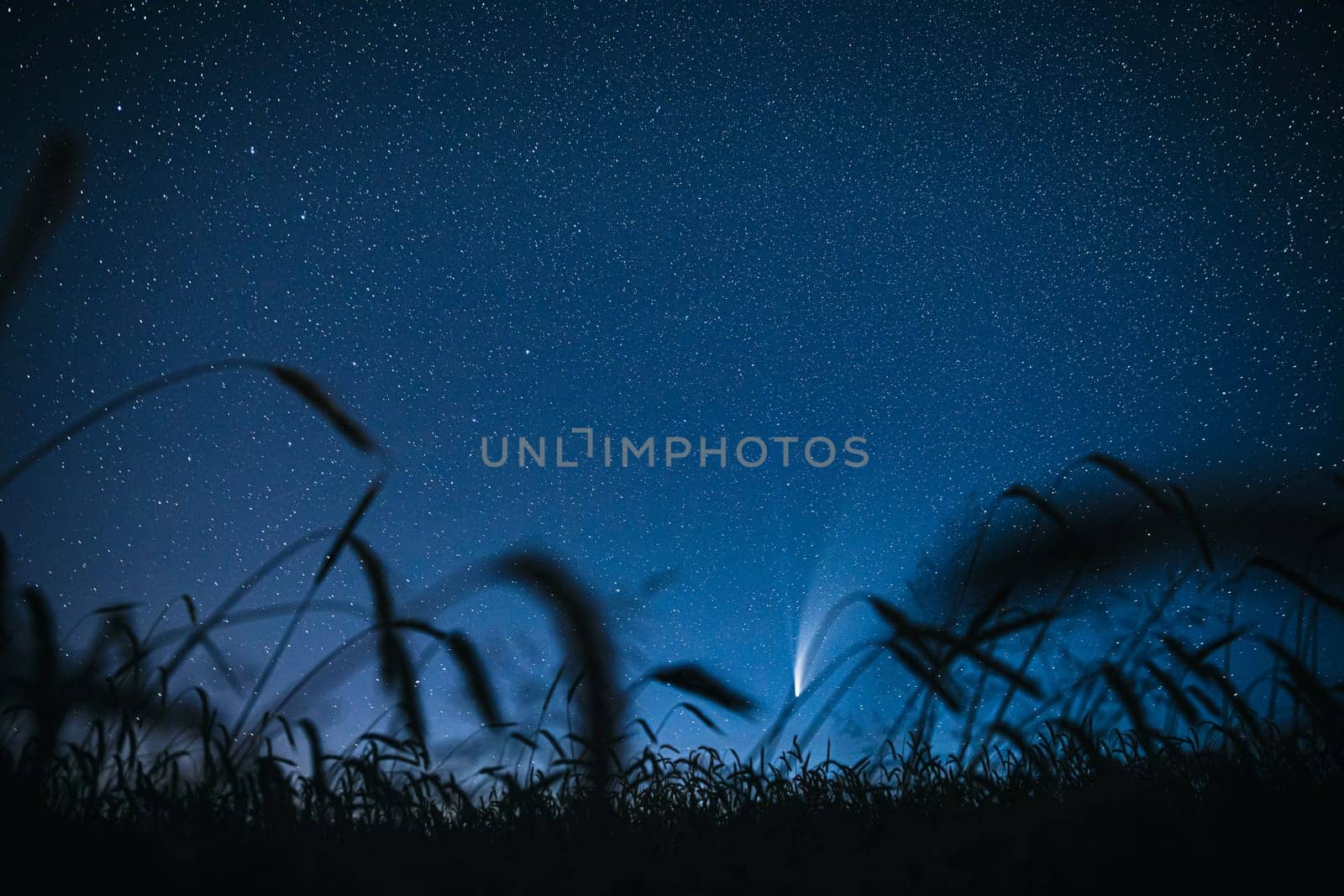 Belarus. 17 July 2020. Comet Neowise C/2020 F3 Shines Bright In The Night Starry Sky Above Young Wheat Field. Night Stars Above Summer Agricultural Field In July Month. Comet At A Distance Of 104 Million Kilometres.