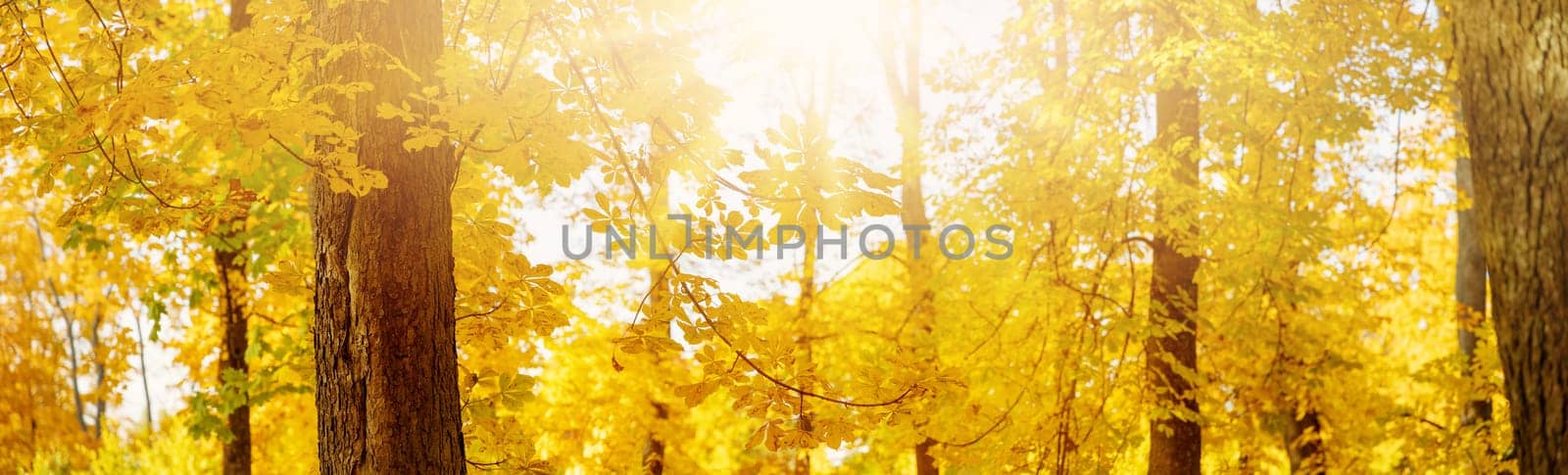Beautiful trees in the autumnal park in sunny day. Panoramic view of the natural garden in autumn.