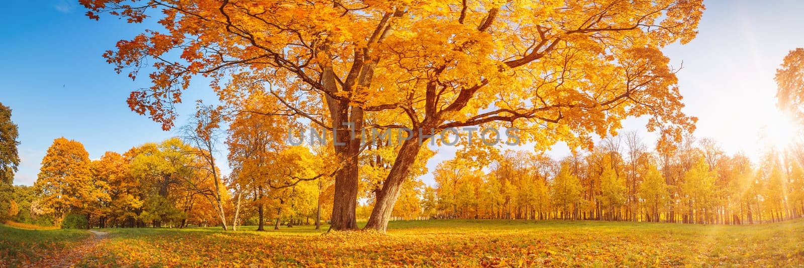Beautiful view of the meadow with old tree on it in autumnal park in sunny day. Panoramic view of natural woods.