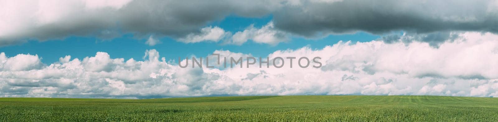 Countryside Rural Green Wheat Field Meadow Landscape In Summer Sunny Day. Scenic Sky With Clouds On Horizon. Panorama.