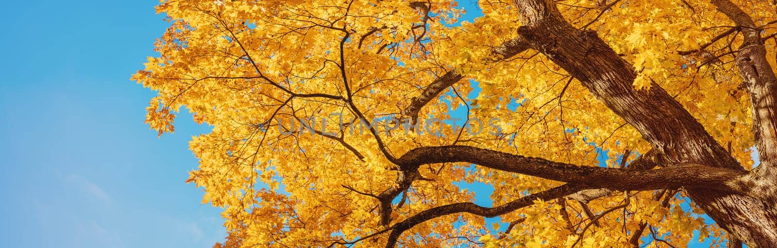 Looking up on the autumnal tree in natural park. Huge old aok.