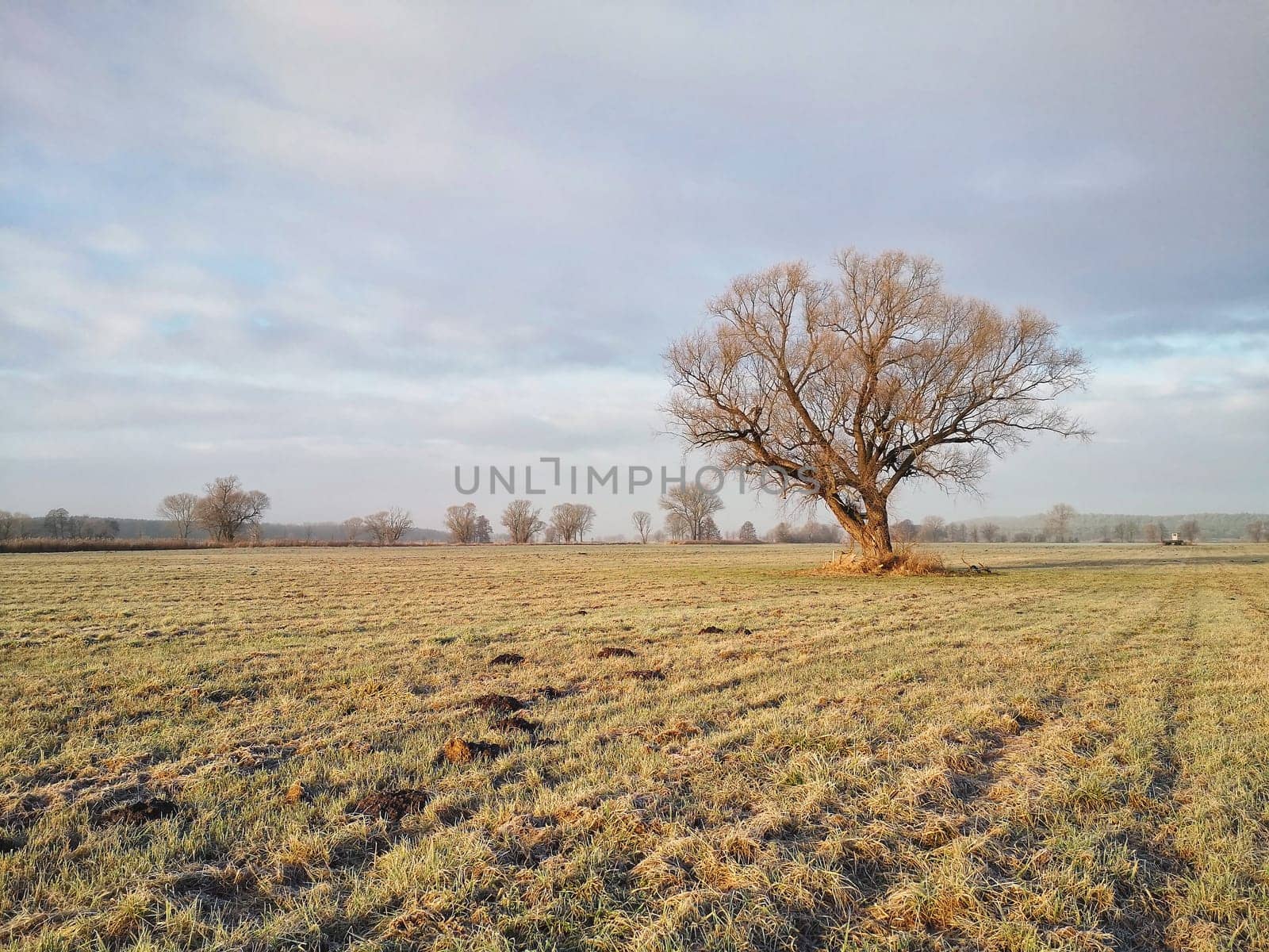 lonely bare tree on field in winter