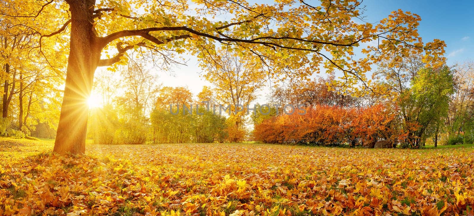 Beautiful view of the meadow with trees on it in autumnal park in the morning. Sunshine in the natural forest.