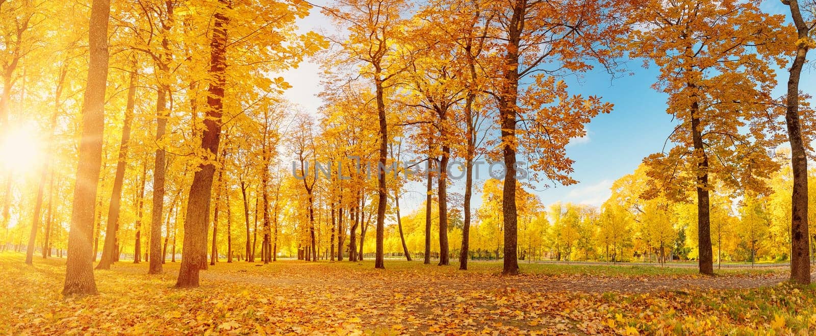 Panoramic view of the trees in autumnal park. Beautiful colourful forest in autumn.