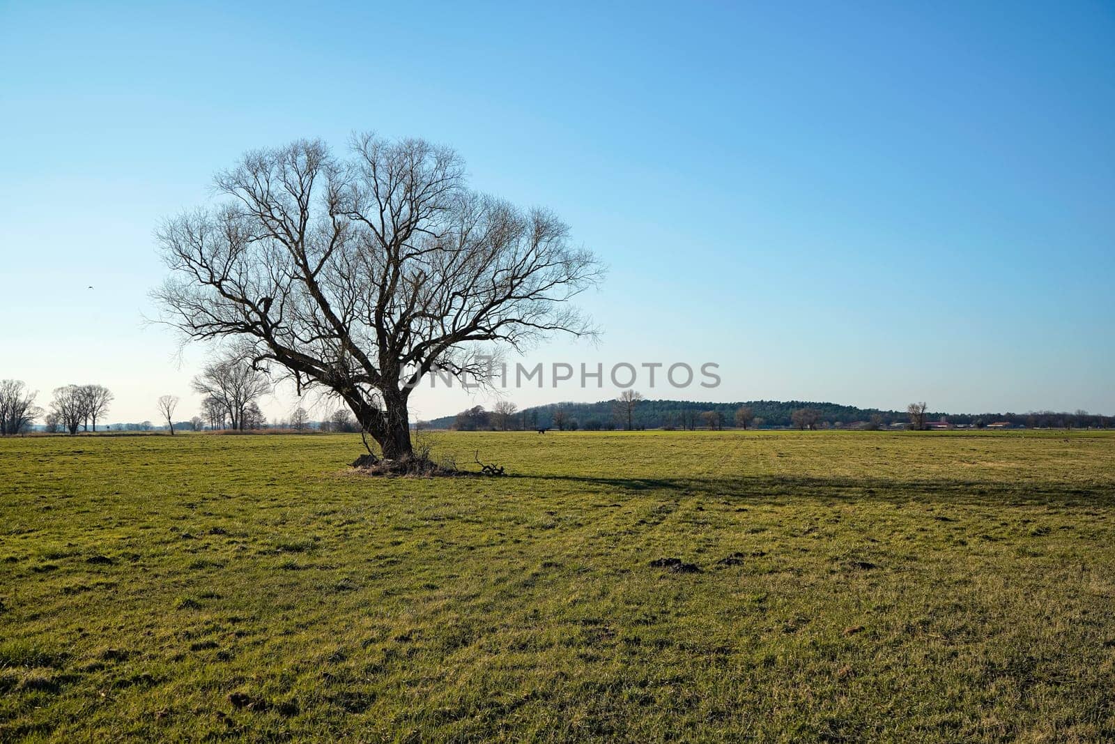 lonely bare tree on field in winter