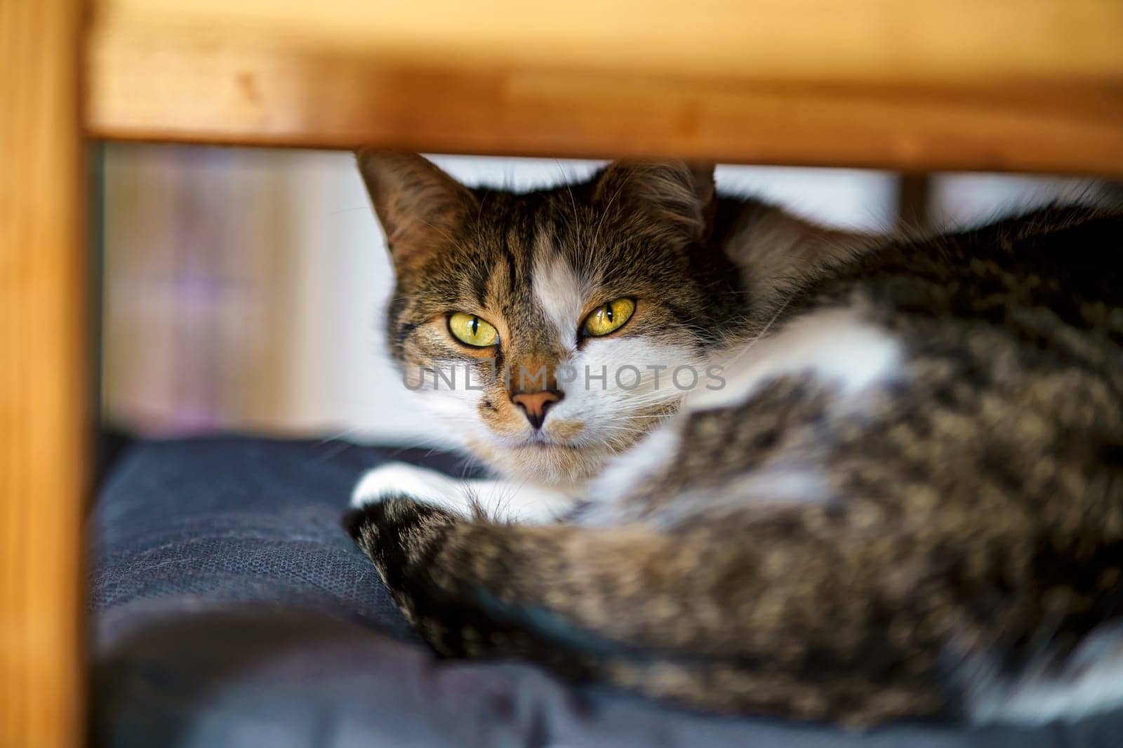Domestic Cat, European Shorthair