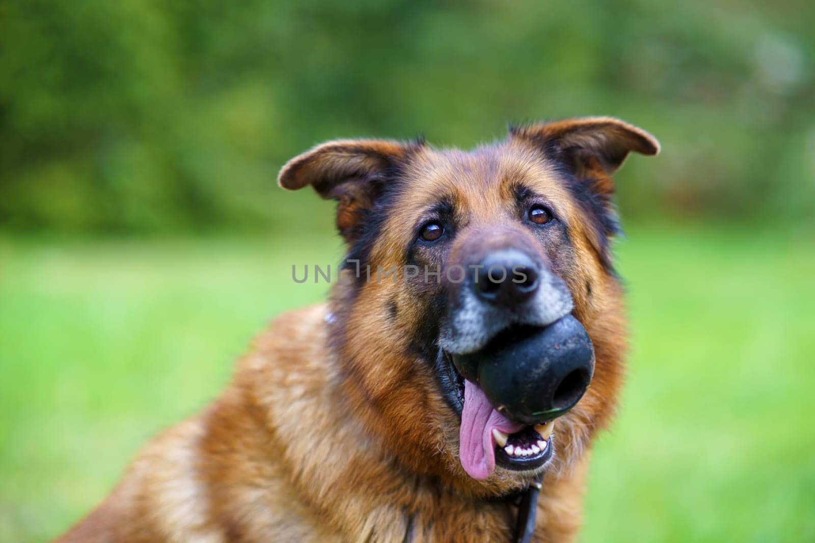 German shepherd with toy in muzzle