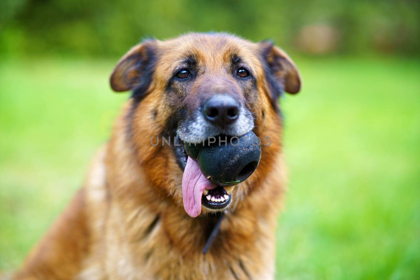 German shepherd with toy in muzzle