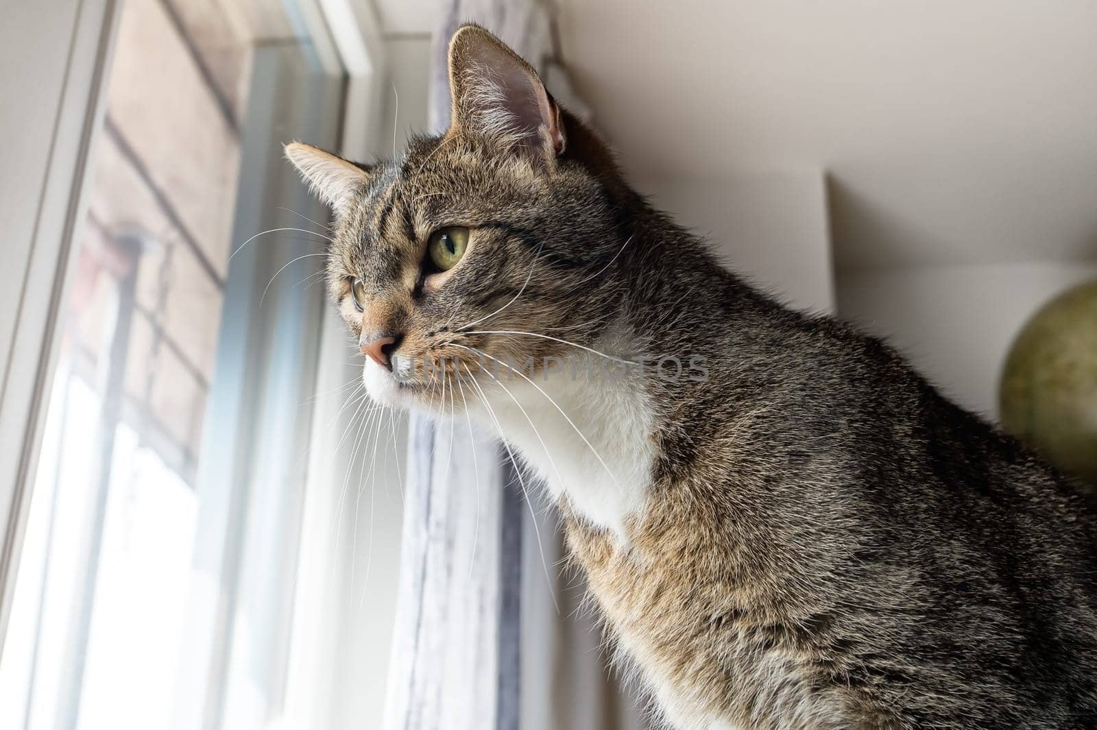 young tabby cat relaxing, european shorthair cat