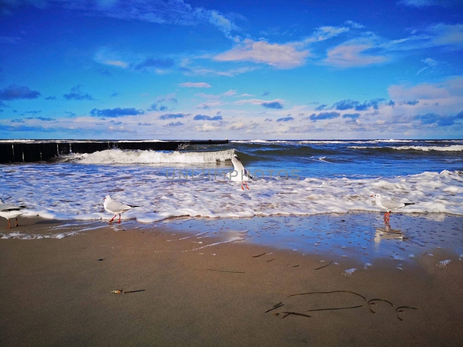 Baltic Sea coast near Kuehlungsborn, Mecklenburg-West Pomerania