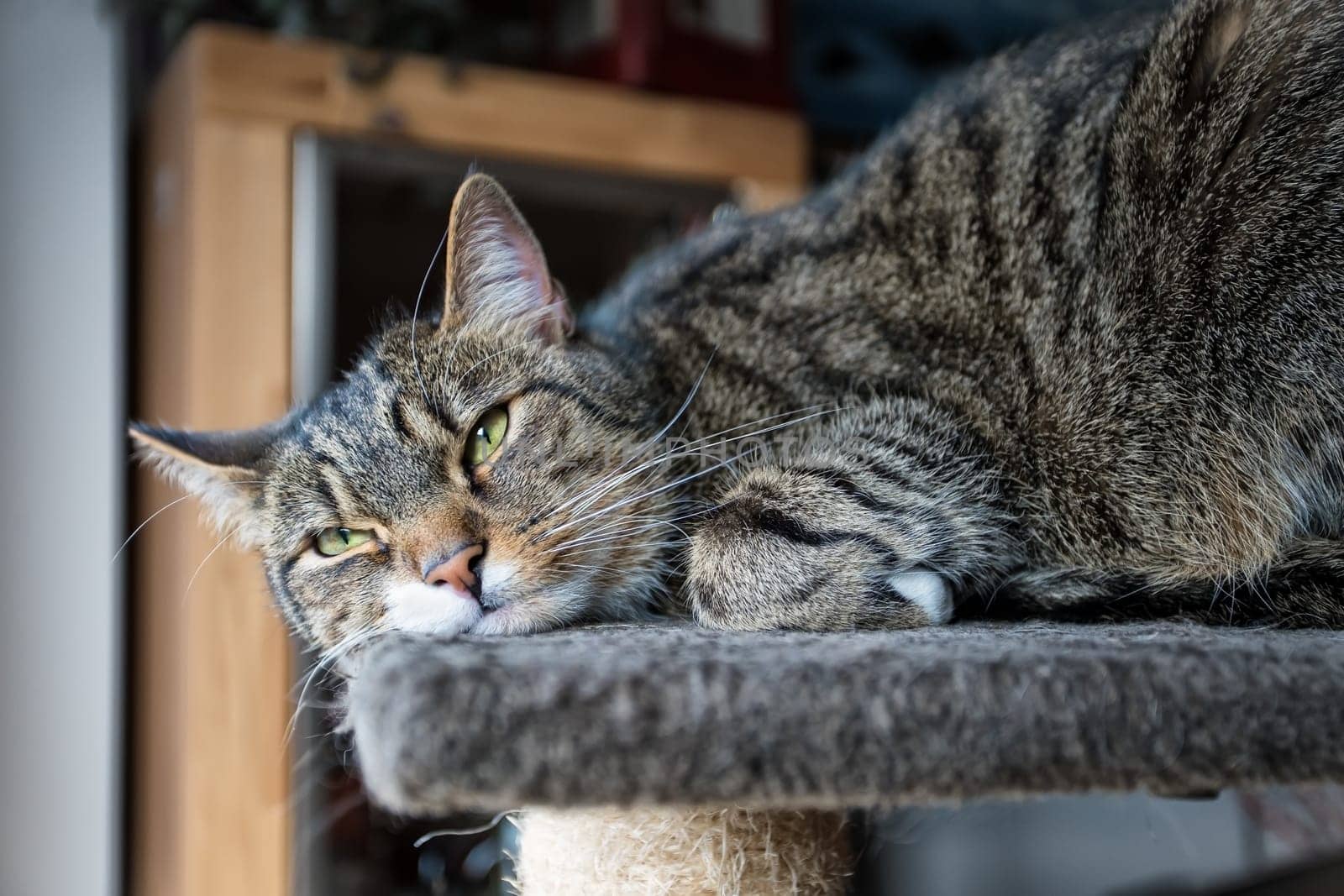 young tabby cat relaxing, european shorthair cat
