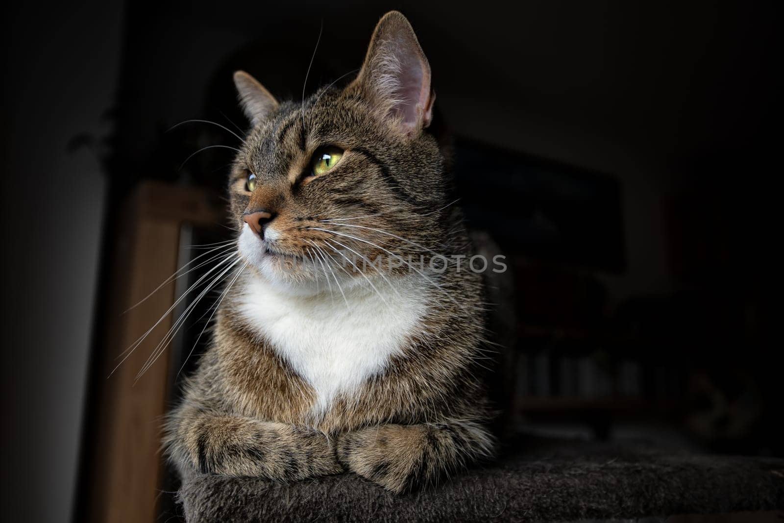 young tabby cat relaxing, european shorthair cat