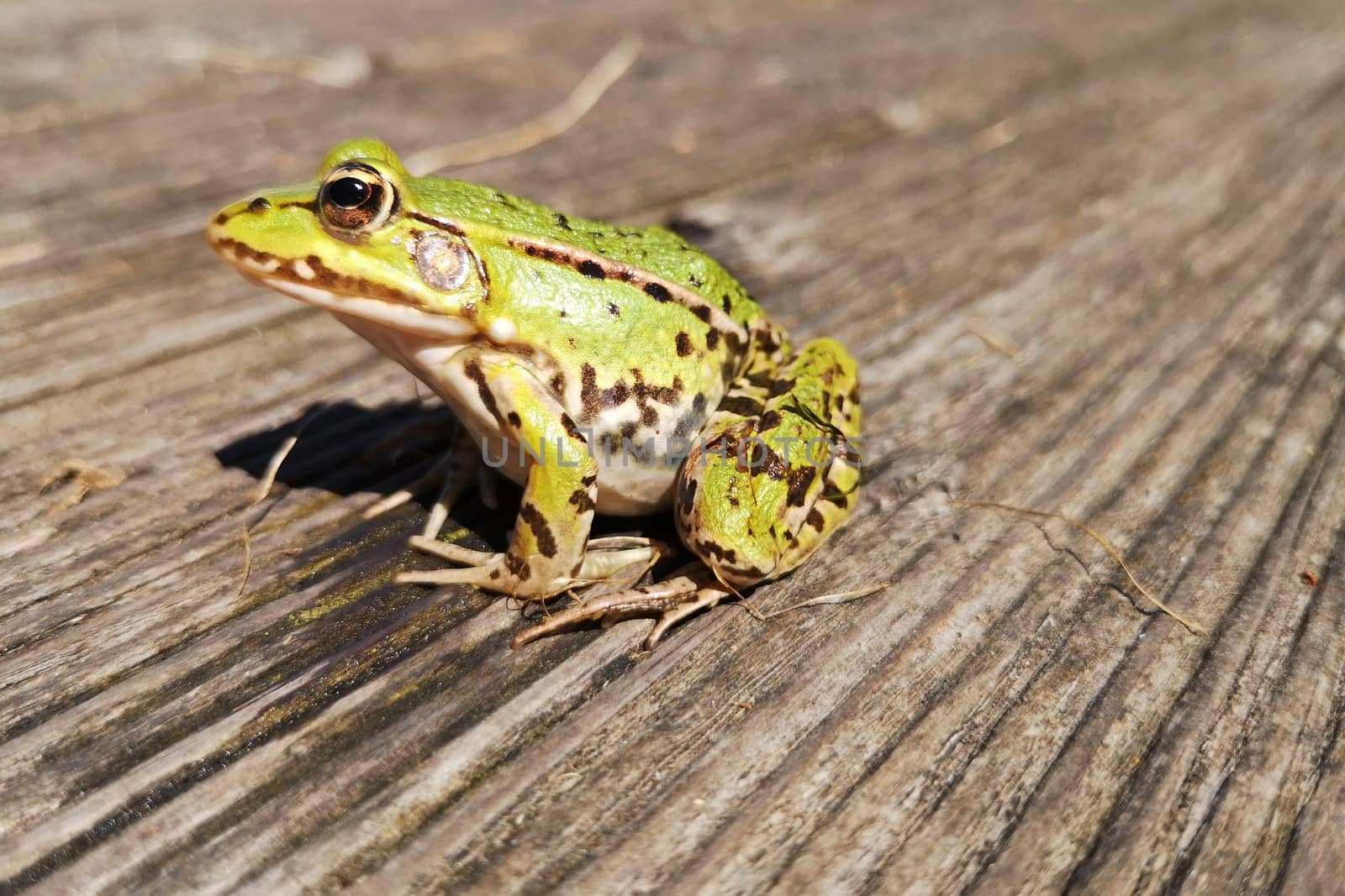 Pond Frog (Pelophylax kl. esculentus, Pelophylax "esculentus"" or Rana ""esculenta"")"