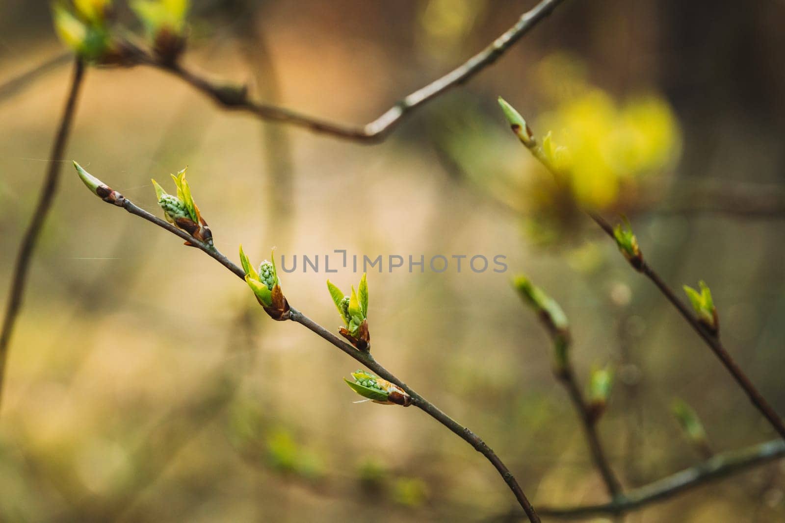 Young Spring Green Leaf Leaves Growing In Branch Of Forest Bush Plant Tree. Young Leaf On Boke Bokeh Natural Blur.