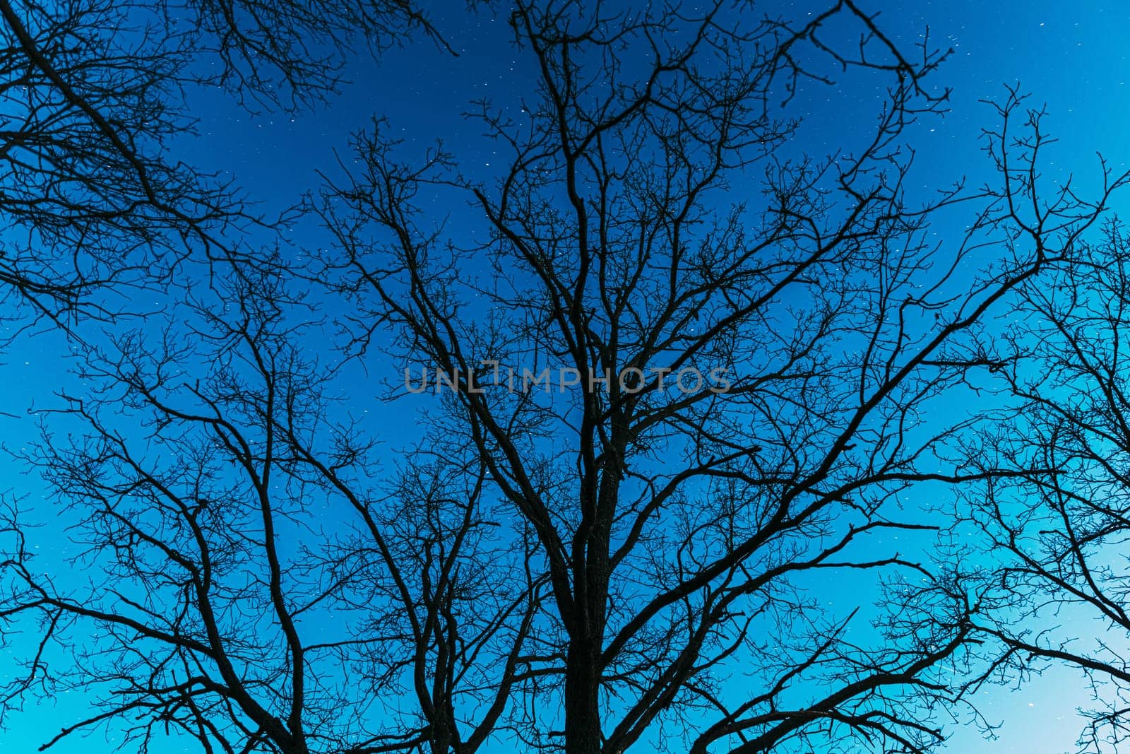 Night Sky Stars Above Oak Trees Branches In Early Spring. Natural Starry Sky Above Woods. Night Sky.