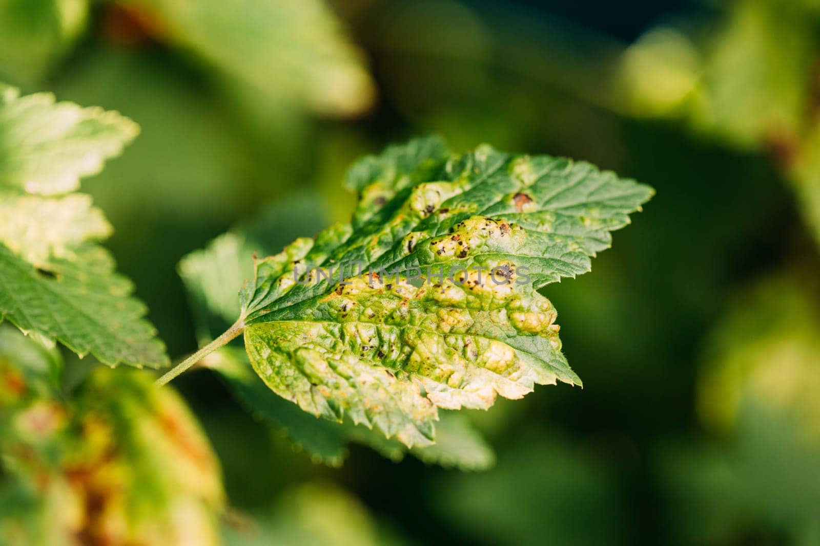 Traces Of Defeat By Leaf Gall Midges On Red Currant Leaves In Summer Sunny Day. Plant Disease.