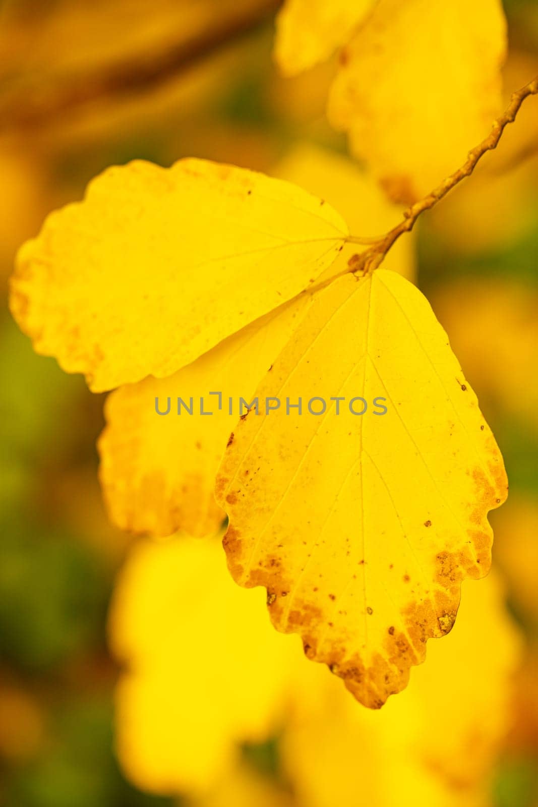 Colorful dotted autumn leaves