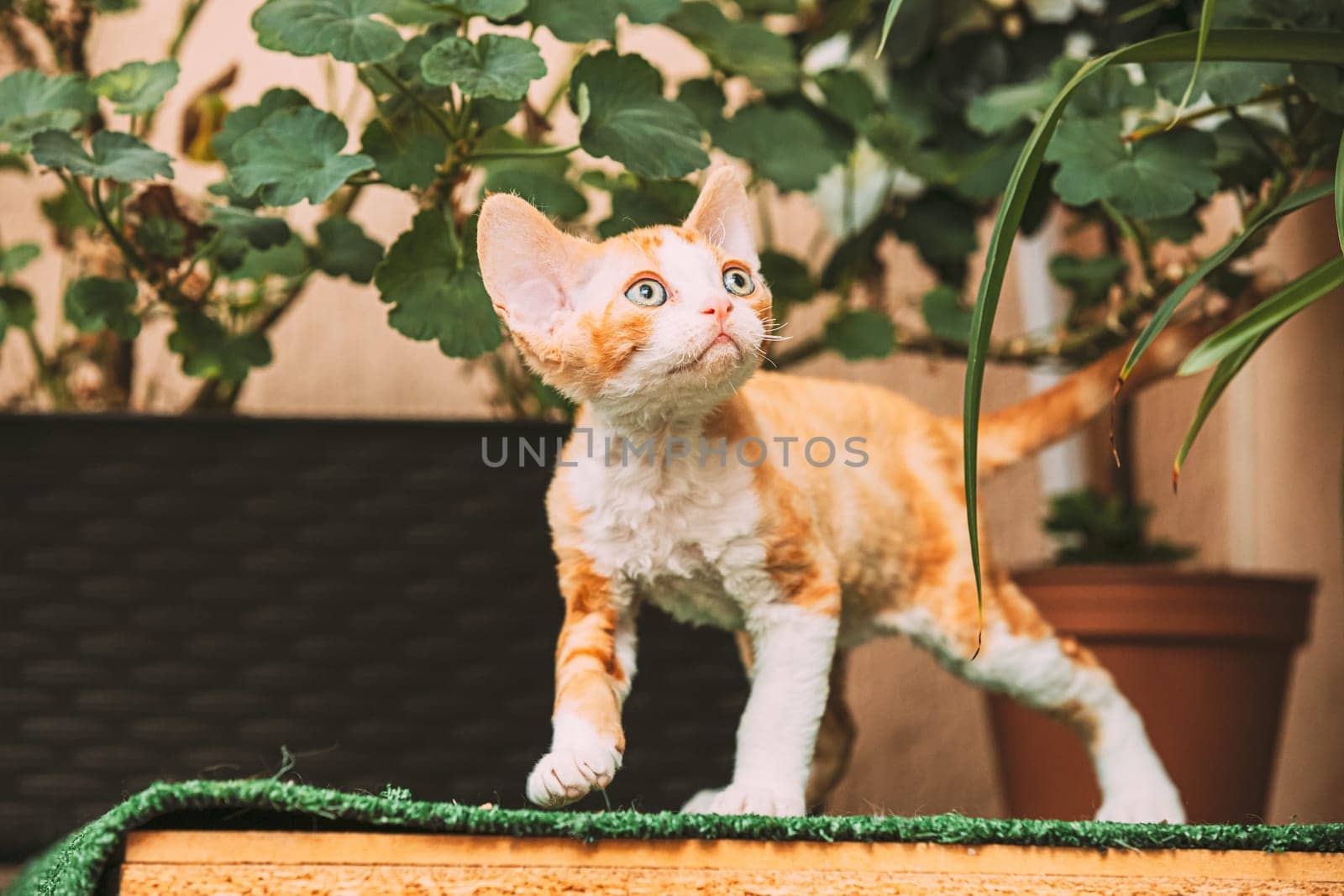 Funny Curious Young Red Ginger Devon Rex Kitten Staying Near Flower Pot. Short-haired Cat Of English Breed.