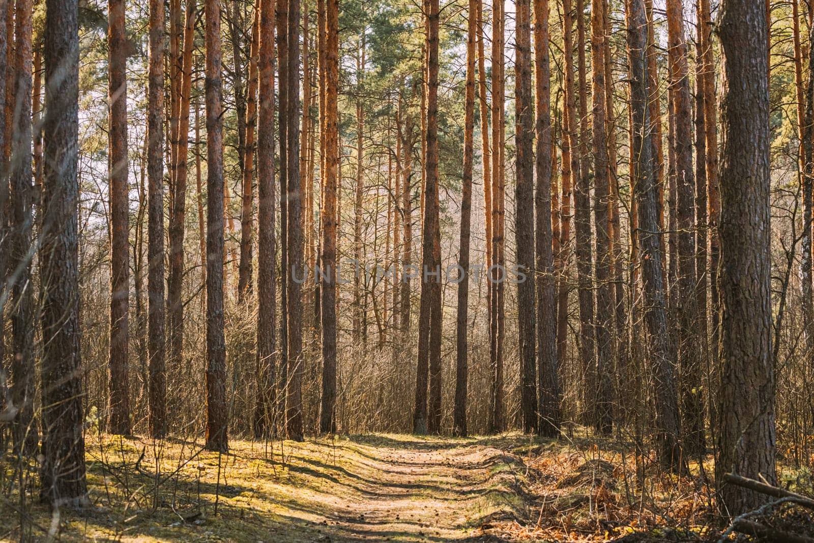 Forest Road Path Walkway Lane Through Spring Coniferous Forest In Sunny Day.
