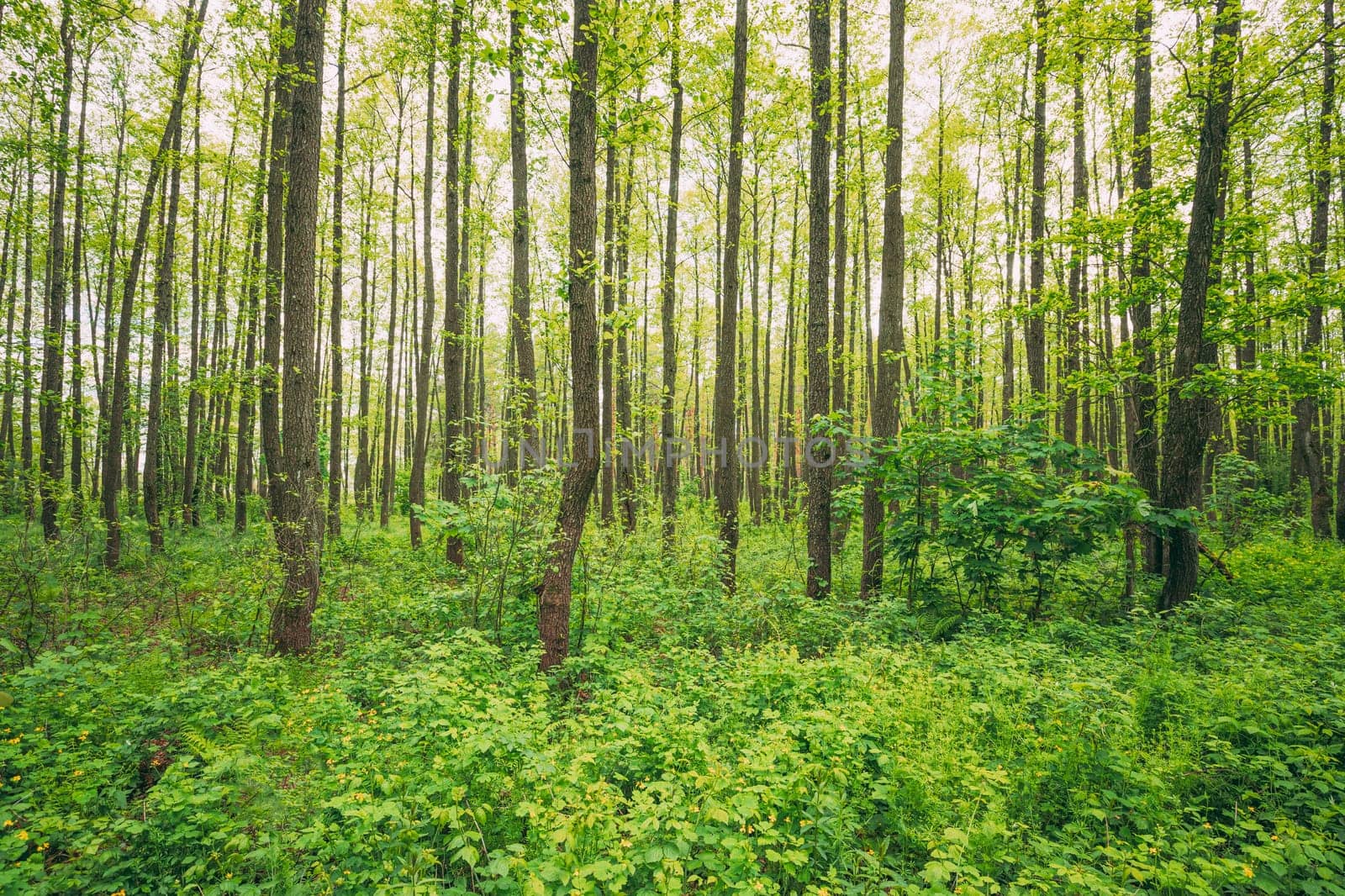 Fresh Spring Green Leaves Lush In Deciduous Forest. European Nature.