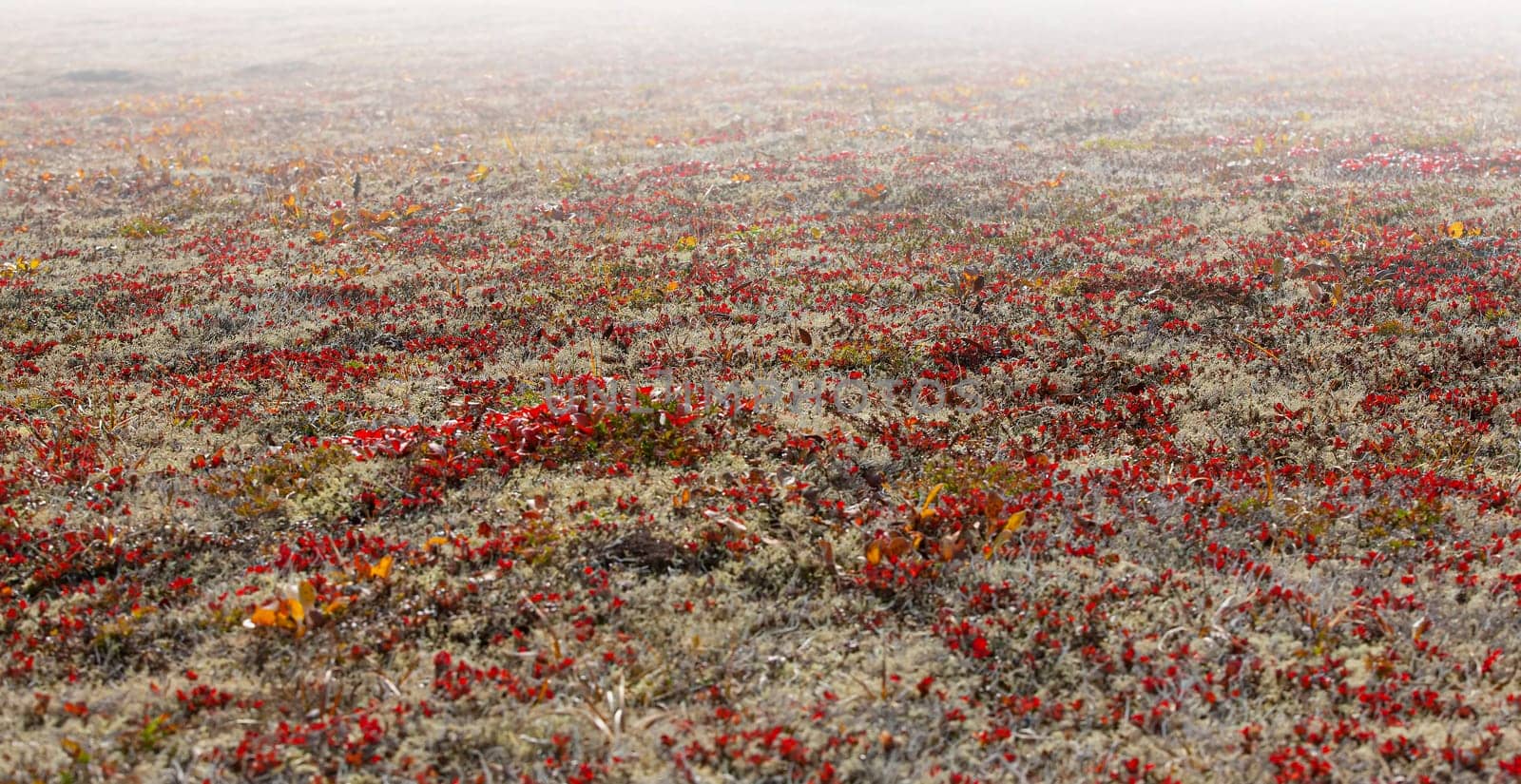 The reindeer moss on the volcano in autumn on Kamchatka Peninsula