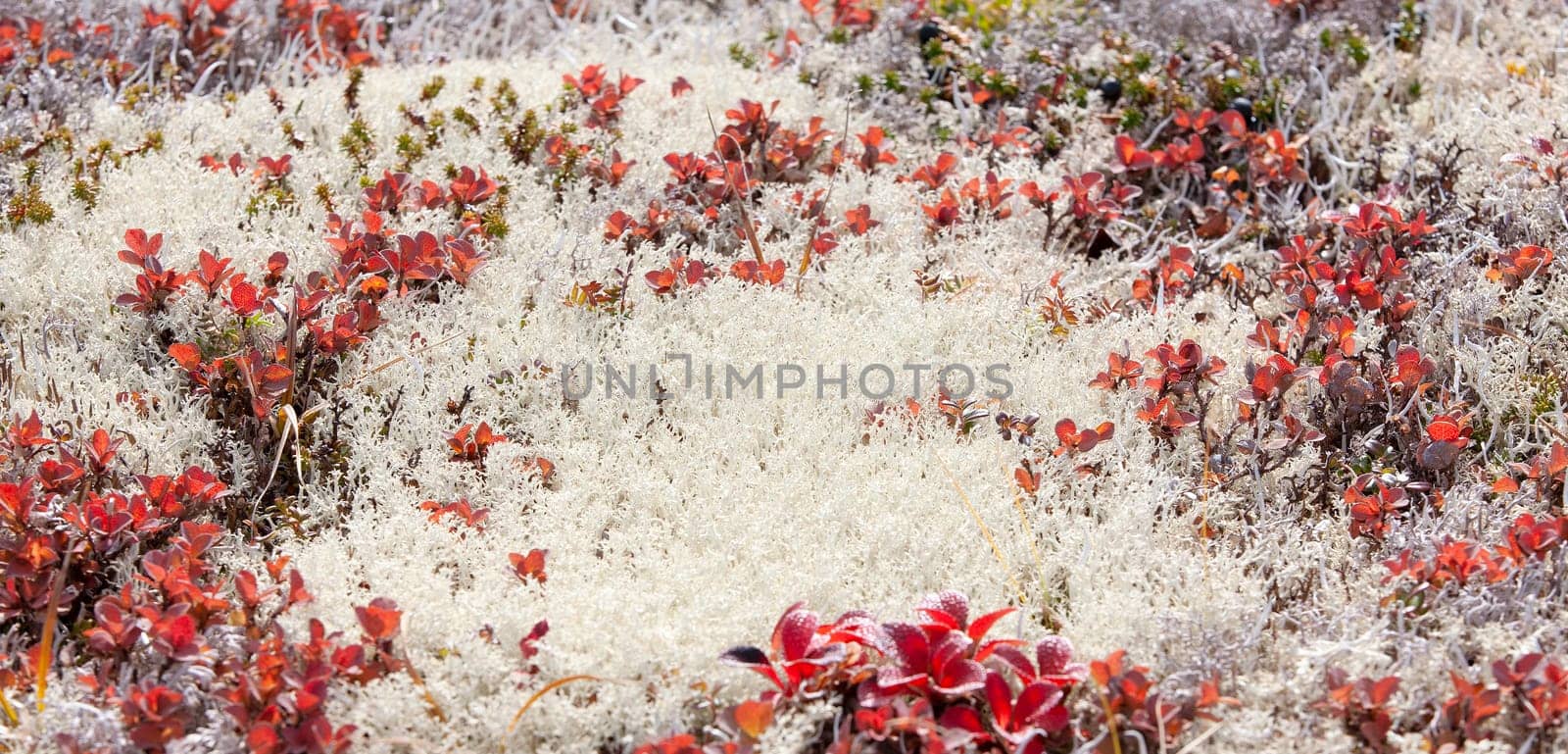 The reindeer moss on the volcano in autumn on Kamchatka Peninsula