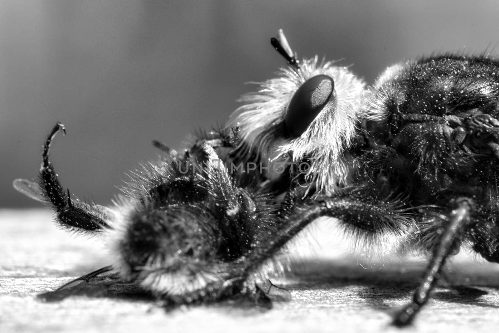 Yellow murder fly or yellow robber fly as black and white image with a bumblebee as prey. The insect is sucked out by the hunter. Yellow black hairs cover the hunter. Macro shot from nature