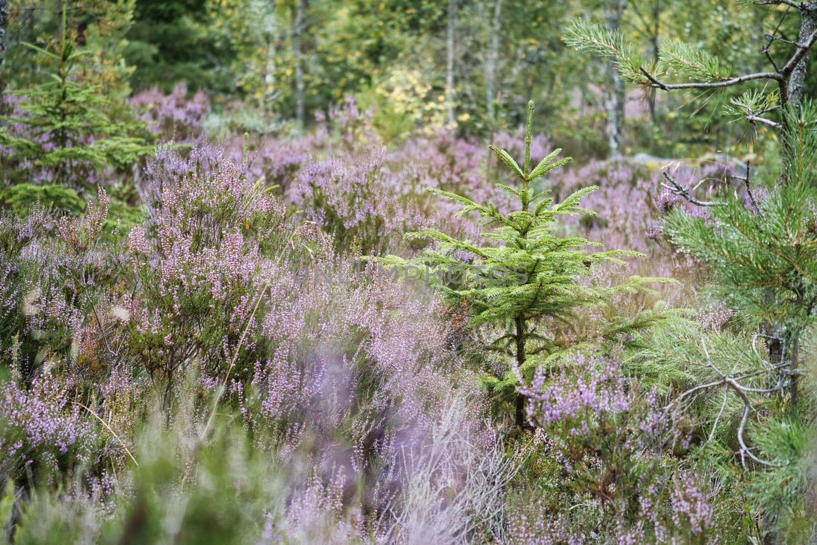 Heather field. Branches with fine filigree purple flowers. Dreamy in the sunlight. Close up of plants
