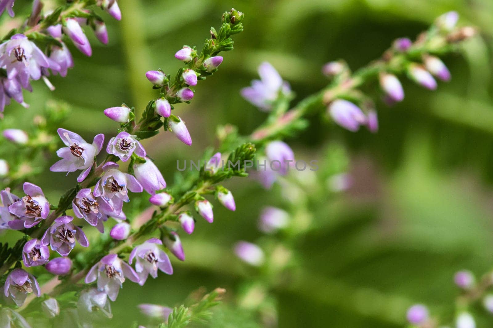 Heather. Branches with fine filigree purple flowers. Dreamy in the sunlight. Blurred background. Close up of plants