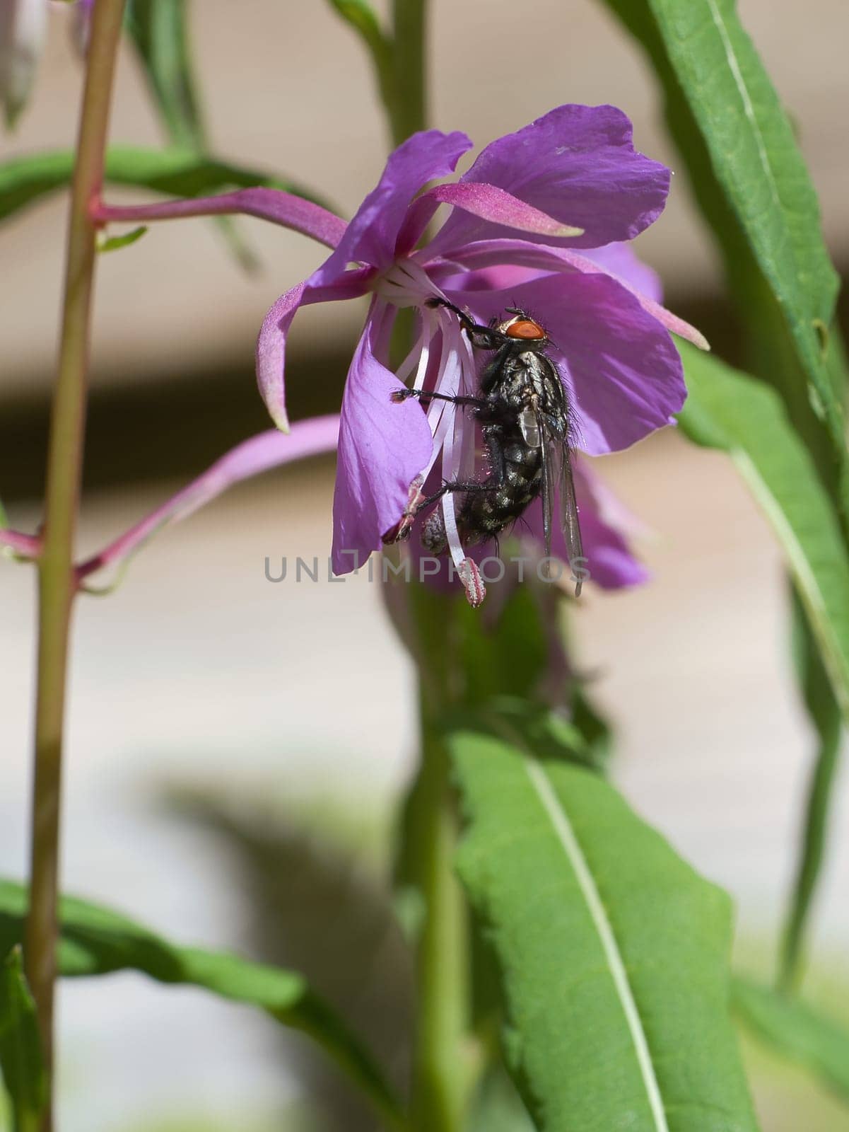 Flesh fly in bouquet of flowers taken while feeding. Pink flowers and green leaves. Hairy legs in black and gray. Insect feeding. Macro shot of a fly