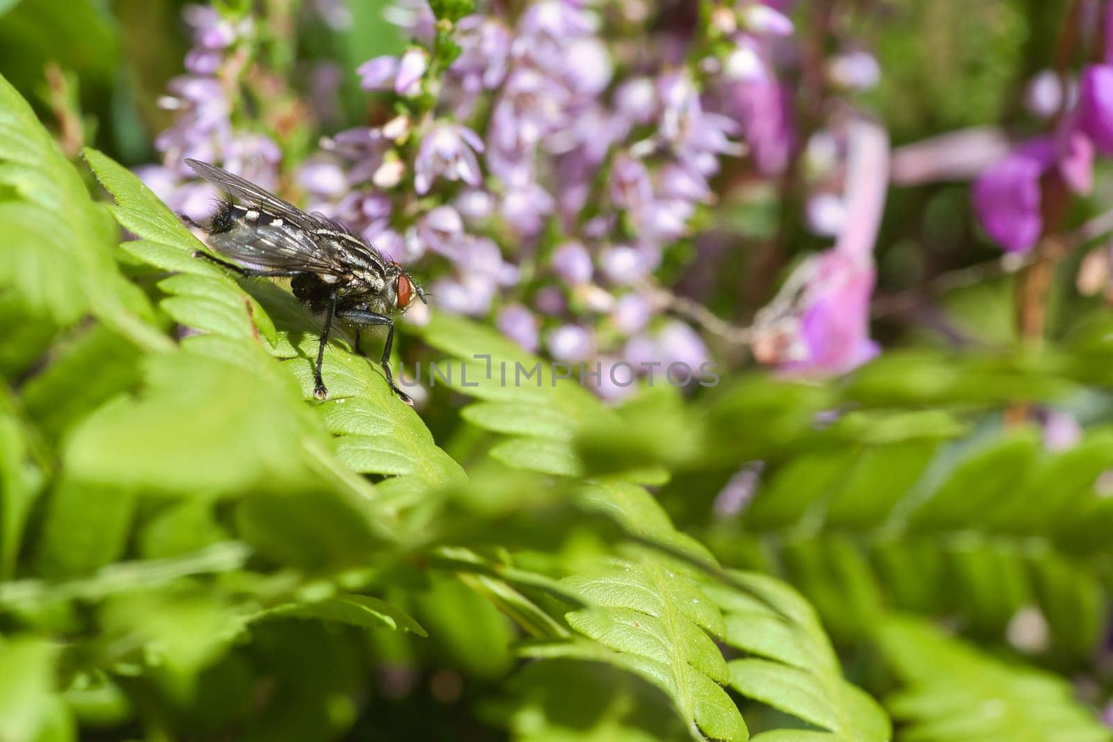 Flesh fly on a green leaf with light and shadow. Hairy legs in black and gray. Insect feeding. Macro shot of a fly